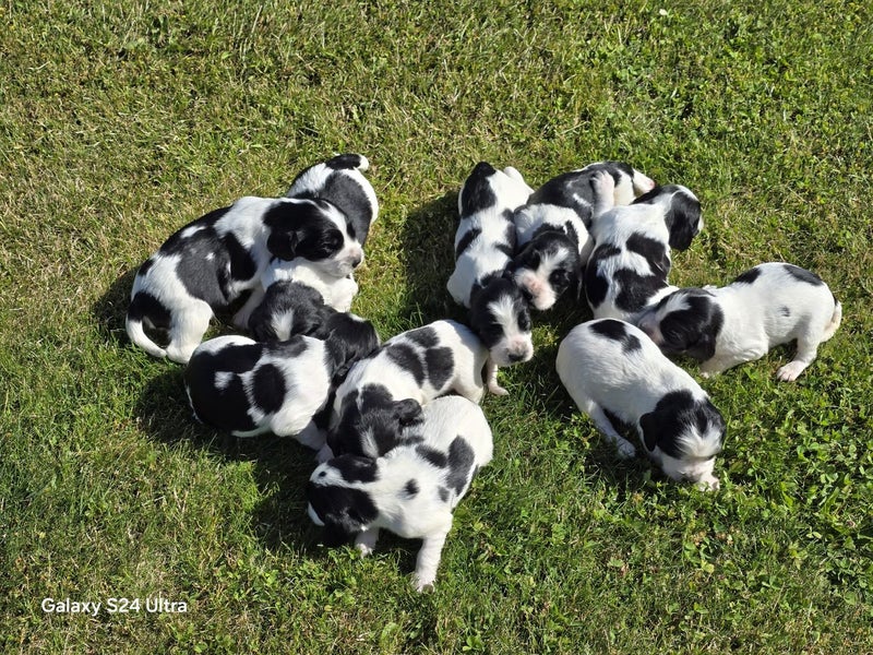 Pure breed Springer Spaniel Carousel 1