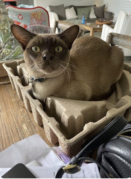 Missing Burmese Cat Carousel 1