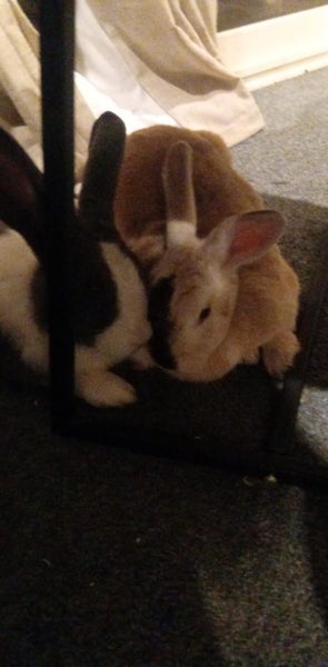 Bonded pair of rabbits Carousel 2
