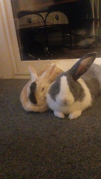Bonded pair of rabbits Carousel 9