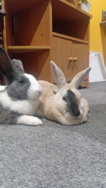 Bonded pair of rabbits Carousel 1