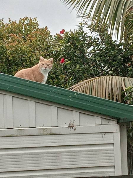 Lost Nemo Carousel 1
