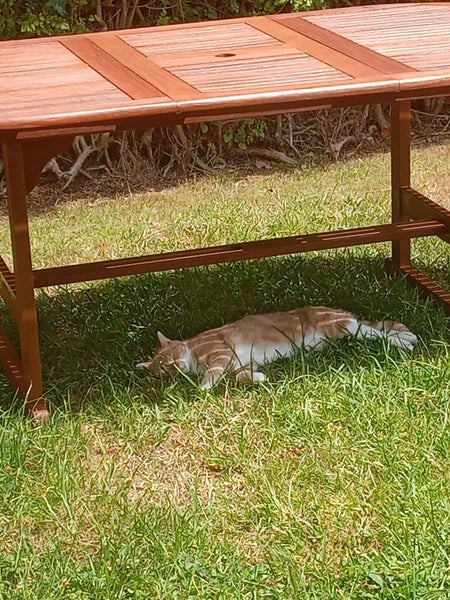 Lost Nemo Carousel 2