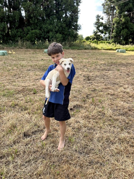 Tova - PUPPY Pound Hounds Rescue Carousel 2