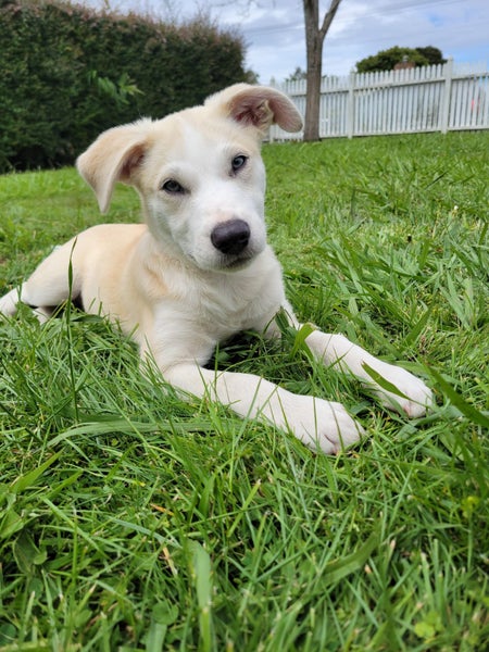Tova - PUPPY Pound Hounds Rescue Carousel 1