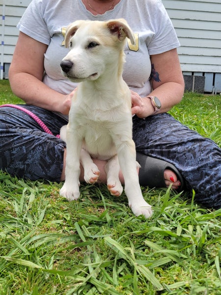 Tova - PUPPY Pound Hounds Rescue Carousel 20
