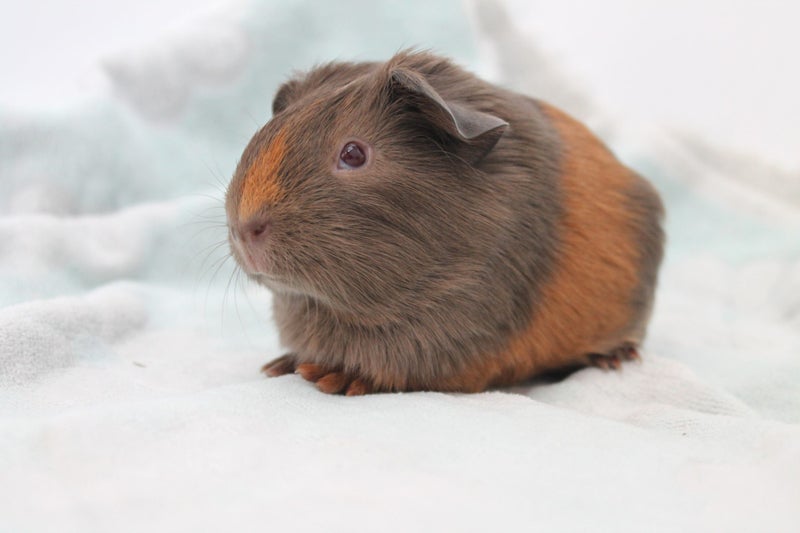 Baby Guinea Pigs Carousel 1