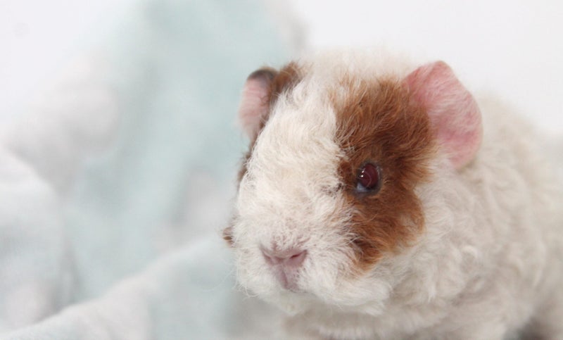 Baby Guinea Pigs Carousel 13