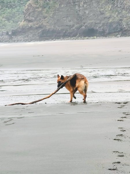 German shepherd 2 year old girl Carousel 2