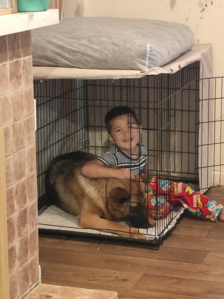 German shepherd 2 year old girl Carousel 5