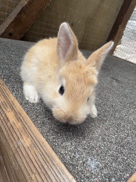 Giant Flemish babies Carousel 2