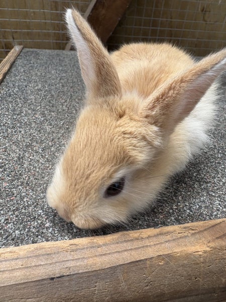 Giant Flemish babies Carousel 11