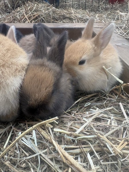 Giant Flemish babies Carousel 1
