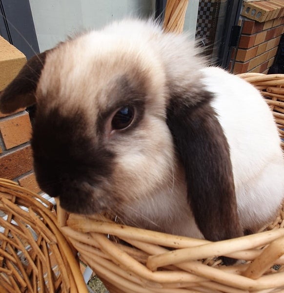 Pet Rabbits Bunny Rabbit Bunnies Mini lop Carousel 1