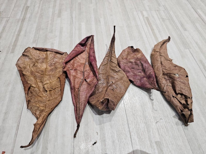 Indian almond leaves- Catappa leaves Carousel 1