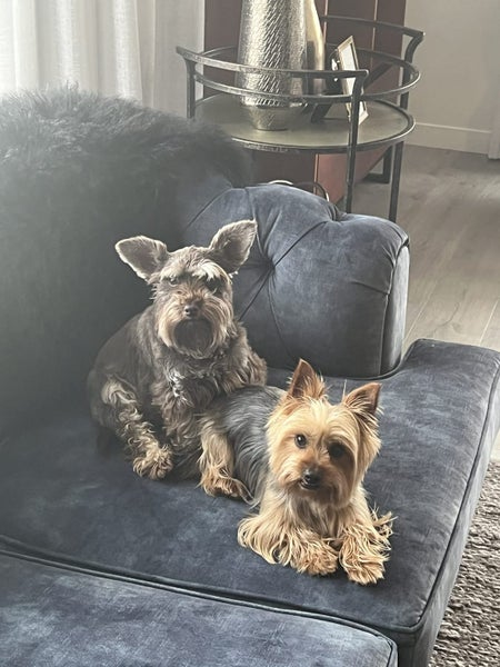 Sydney Silkie and Toy Schnauzer Looking For Their Forever Home - Together Carousel 1