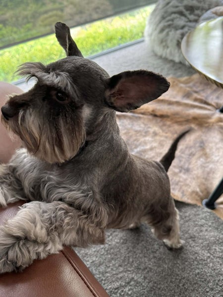 Sydney Silkie and Toy Schnauzer Looking For Their Forever Home - Together Carousel 2