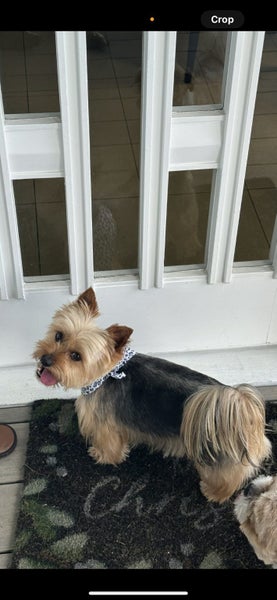 Sydney Silkie and Toy Schnauzer Looking For Their Forever Home - Together Carousel 3