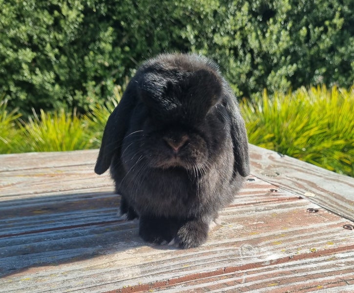 ~Little Lops Rabbitry~ Pedigree Mini Lops Carousel 1