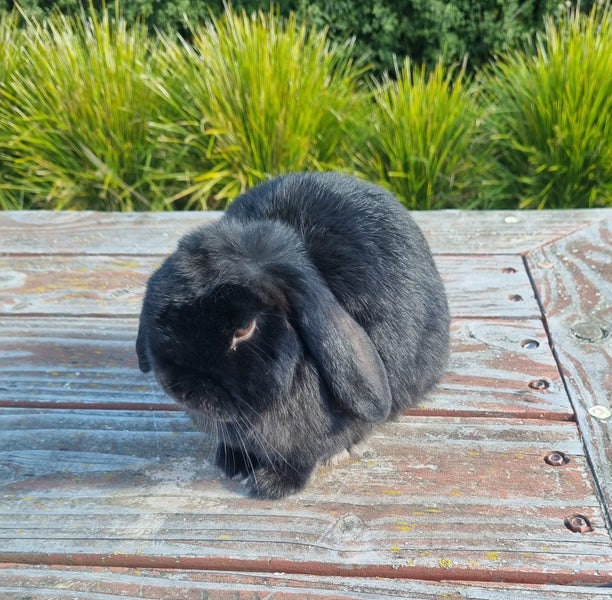 ~Little Lops Rabbitry~ Pedigree Mini Lops Carousel 2
