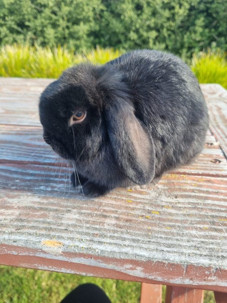 ~Little Lops Rabbitry~ Pedigree Mini Lops Carousel 3