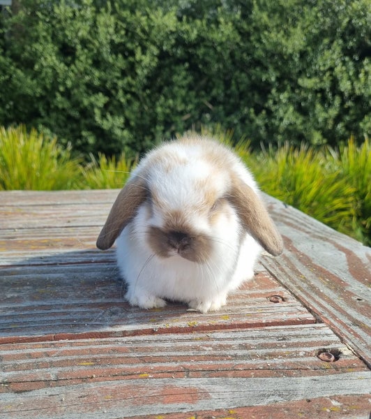 ~Little Lops Rabbitry~ Pedigree Mini Lops Carousel 1