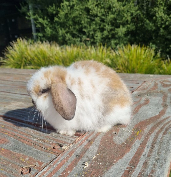 ~Little Lops Rabbitry~ Pedigree Mini Lops Carousel 2