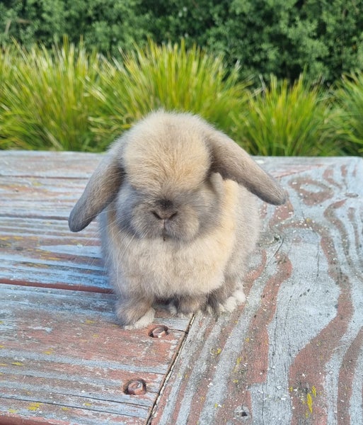 ~Little Lops Rabbitry~ Pedigree Mini Lops Carousel 6