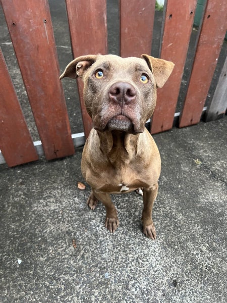 Cleo - Rehome by 10 Jan, Good with Other Dogs, Cats and Children Carousel 1