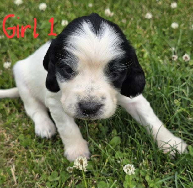 Pure breed Springer Spaniel Carousel 2