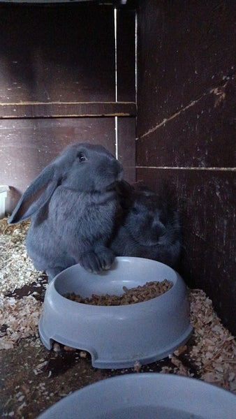 Purebred Flemish Giants Carousel 2