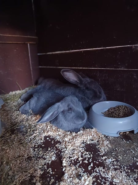 Purebred Flemish Giants Carousel 3