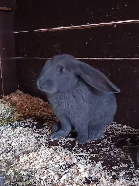 Purebred Flemish Giants Carousel 1