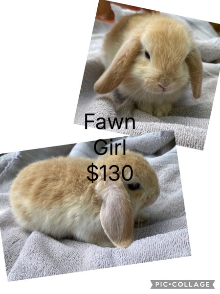 Adorable mini lops Carousel 2