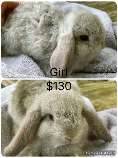 Adorable mini lops Carousel 7