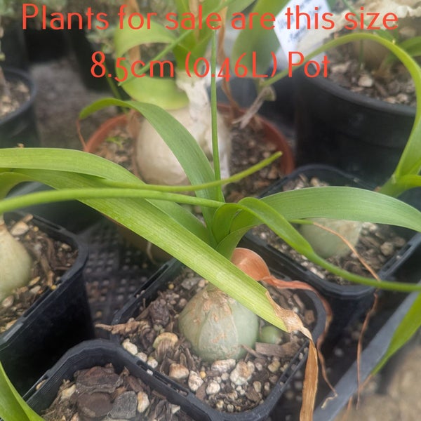 Albuca Bracteata | Pregnant Onion Carousel 2
