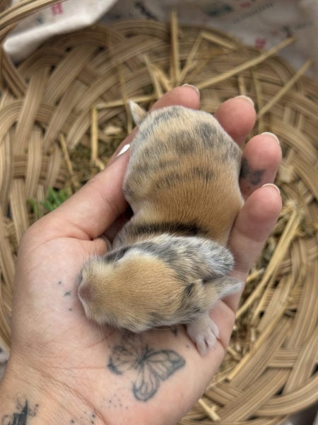 **Trained Mini Lop Bunny Rabbits & Care Package** Carousel 2