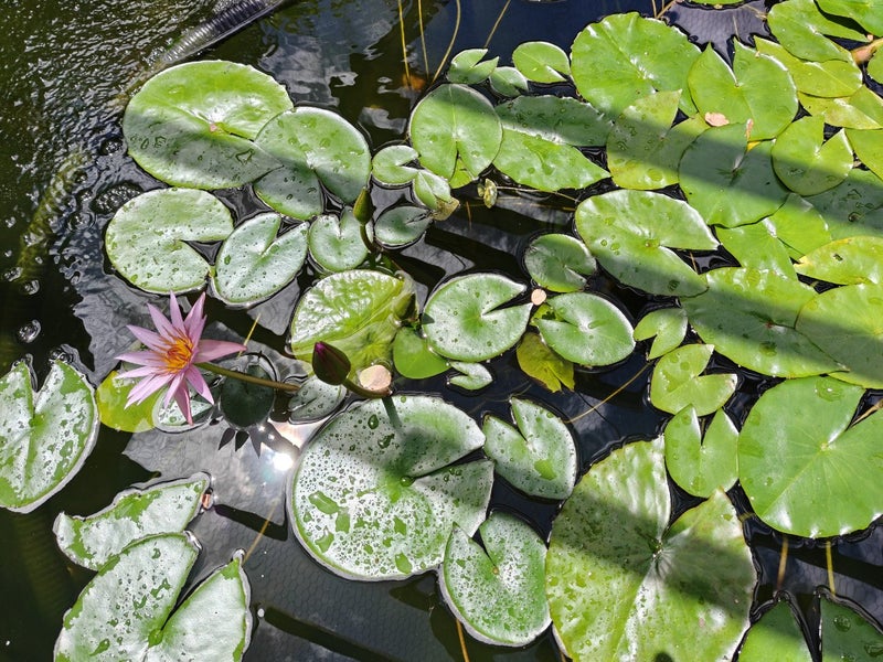1 potted flowering tropical waterlily Carousel 2