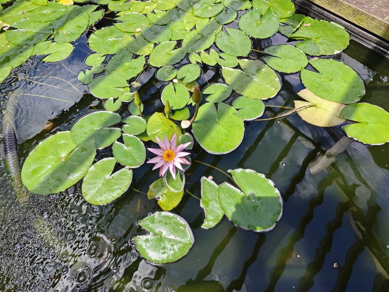 1 potted flowering tropical waterlily Carousel 1