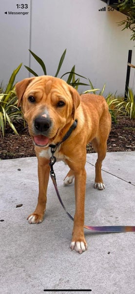 Bella - 18 months, Rehome by 11 Jan, Good with Other Dogs, Cats and Children Carousel 1