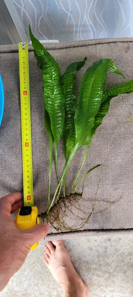 Java fern Carousel 1