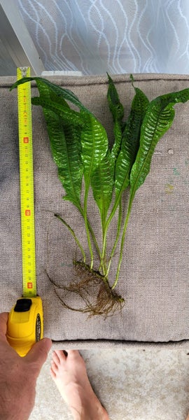 Java fern Carousel 2