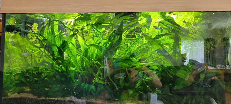 Java fern Carousel 4