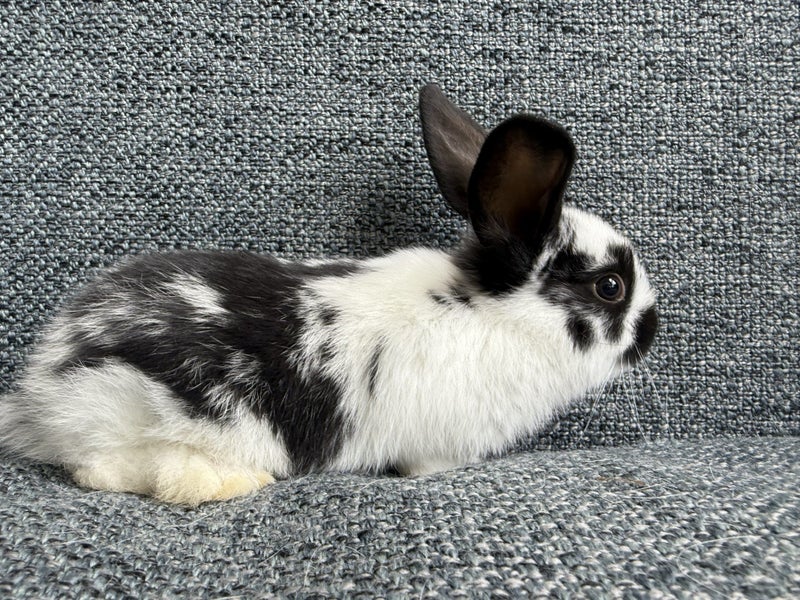 Minilop rabbit Carousel 1