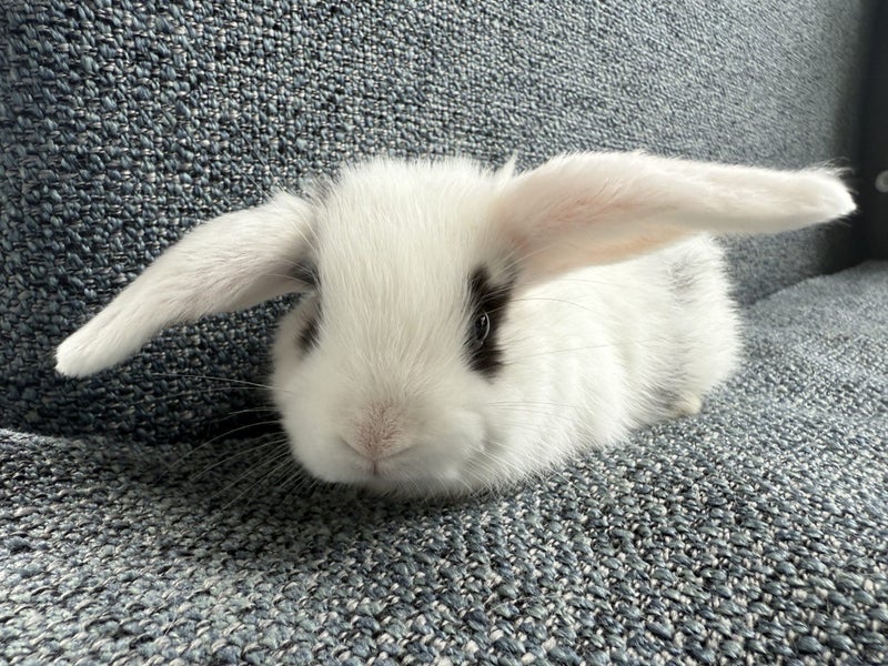 Minilop rabbit Carousel 9