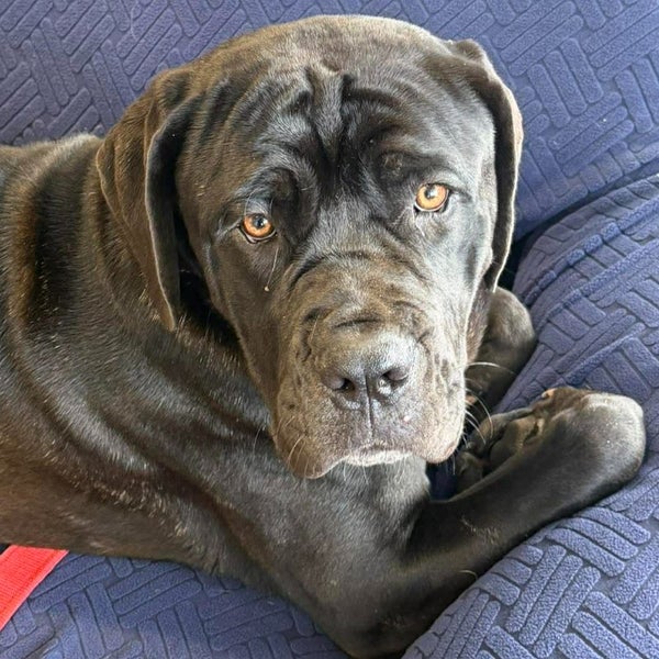 Pepzi - Cane Corso X - BOI Animal Rescue Trust Carousel 1