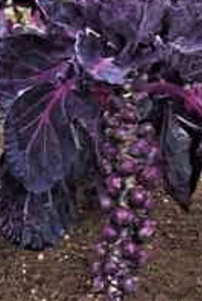 Brussels Sprouts Magenta :Reddish, Healthy veg! Prolific/Nice flavour! 50 seeds Carousel 1