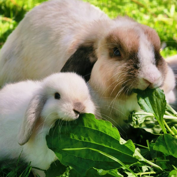 5 beautiful baby mini lop rabbits Carousel 1