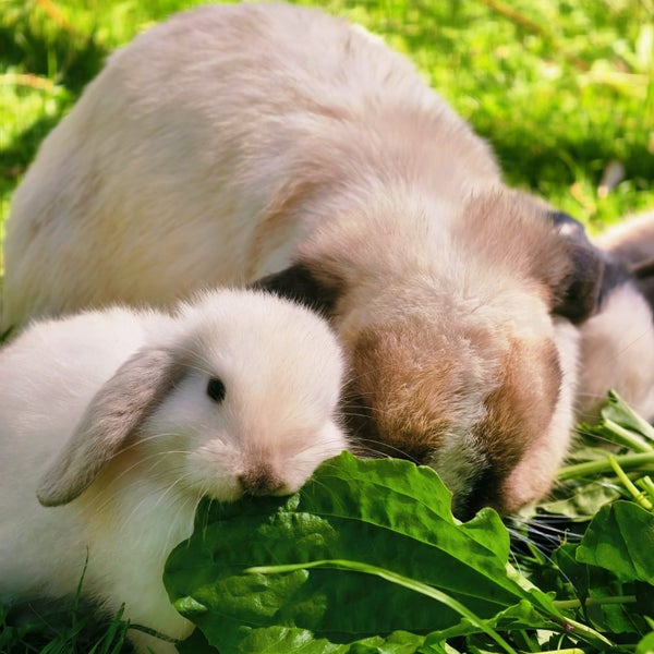 5 beautiful baby mini lop rabbits Carousel 19