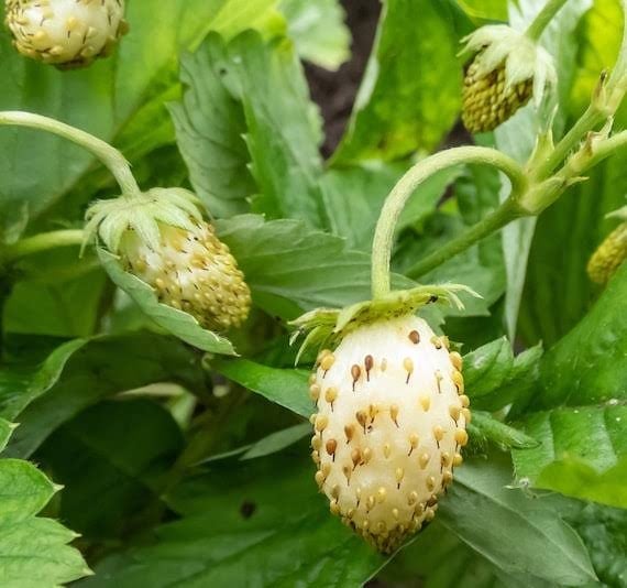 Strawberry Alpine White Plants Carousel 1